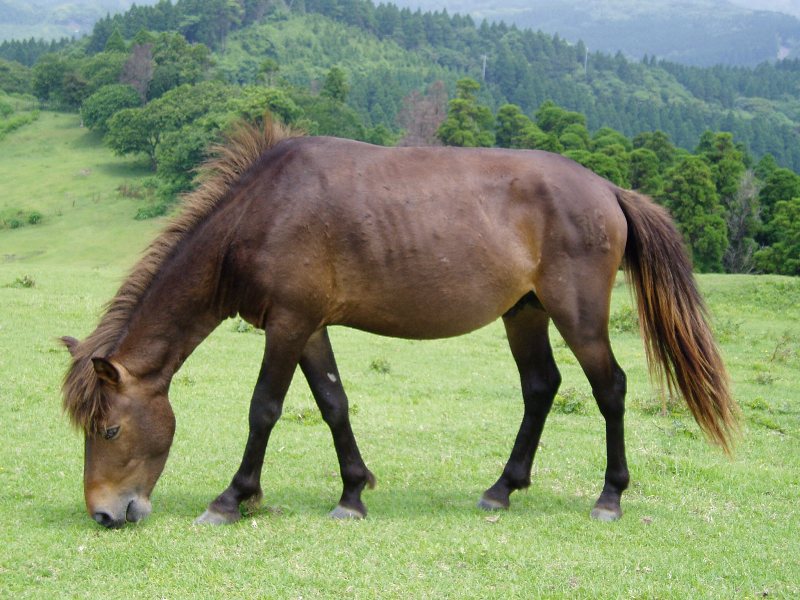 日本馬事協会の公式サイト
